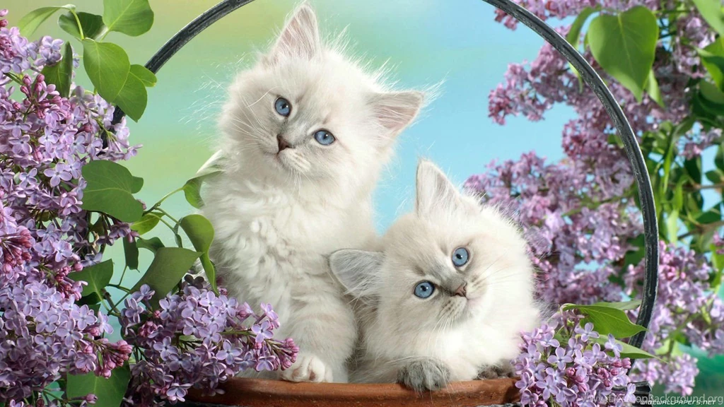 Cats HD Wallpapers   HD Wallpapers Inx