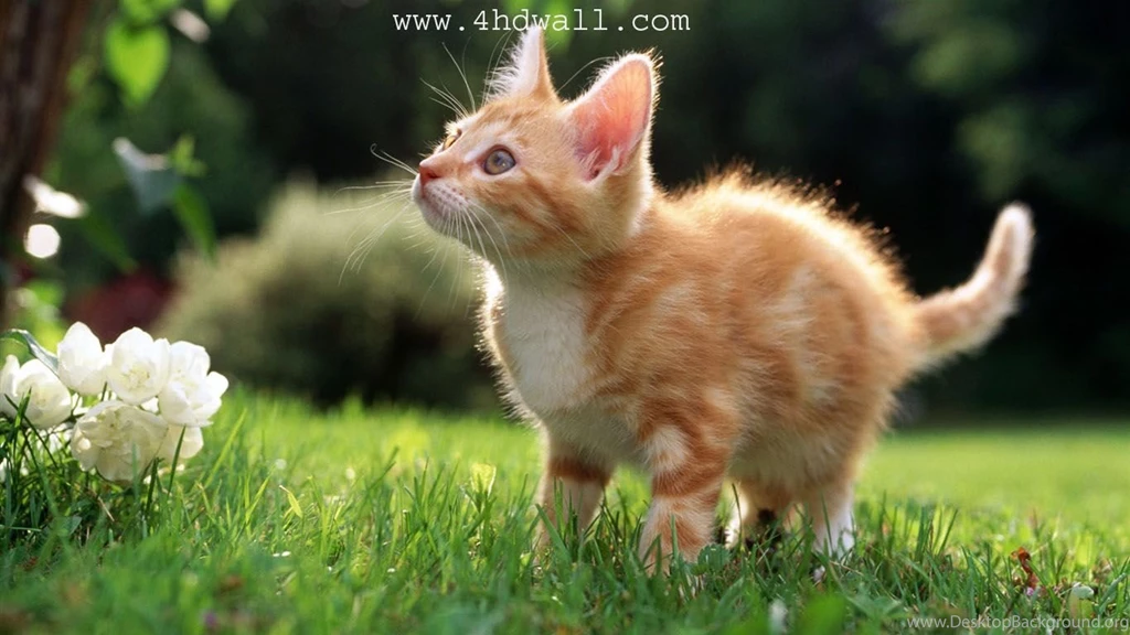 Kitten Baby Cat