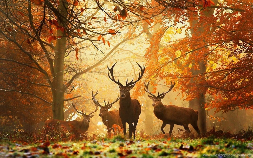Gallery For Autumn Wallpapers Photographs