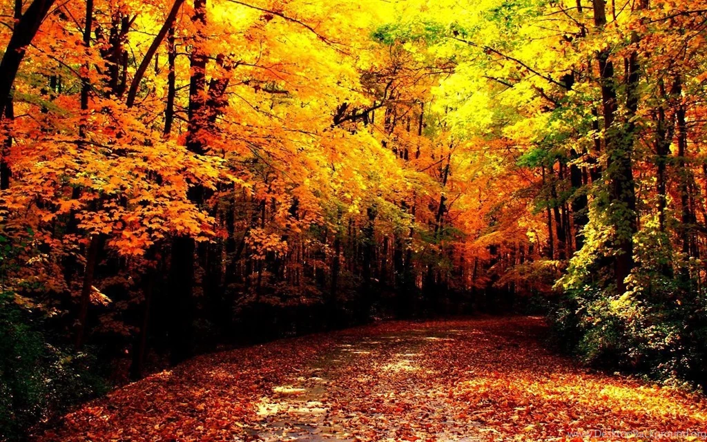 Gallery For   Autumn Download Wallpapers