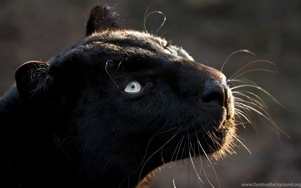Free Black Jaguar Animal Wallpaper.jpg