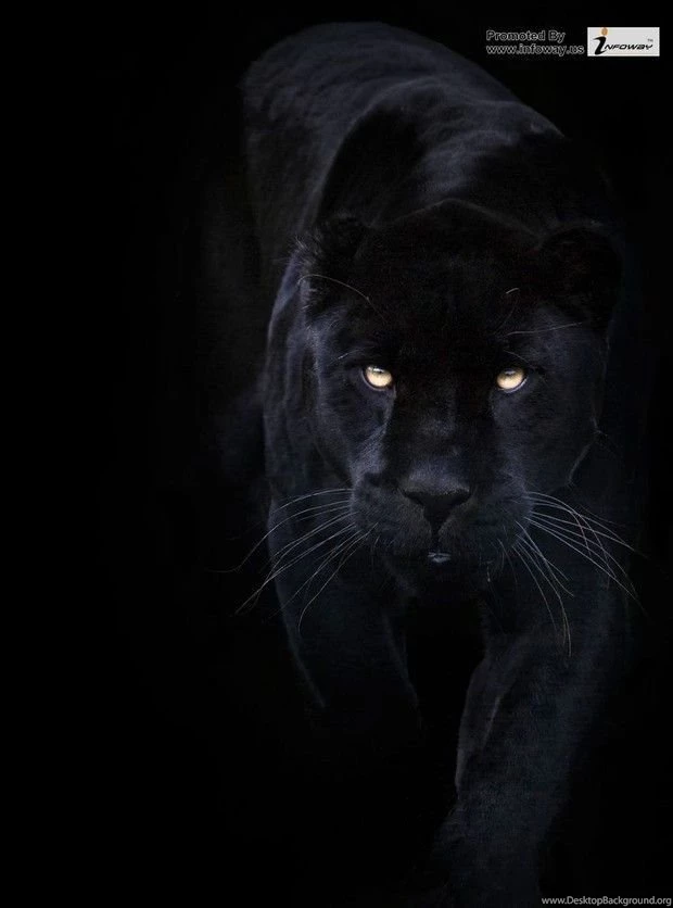 Black Jaguar Hunting Photo 25 Of 311