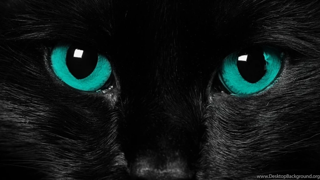 Images Of Black Cat Wallpapers HD Fine
