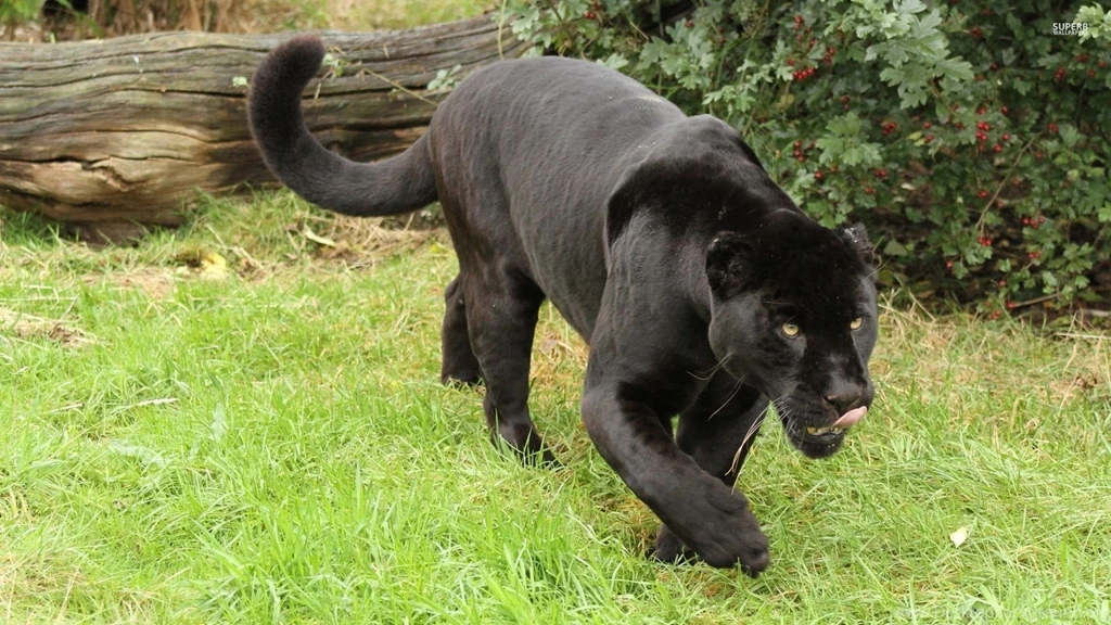 Hungry Black Jaguar Wallpapers   Animal Wallpapers