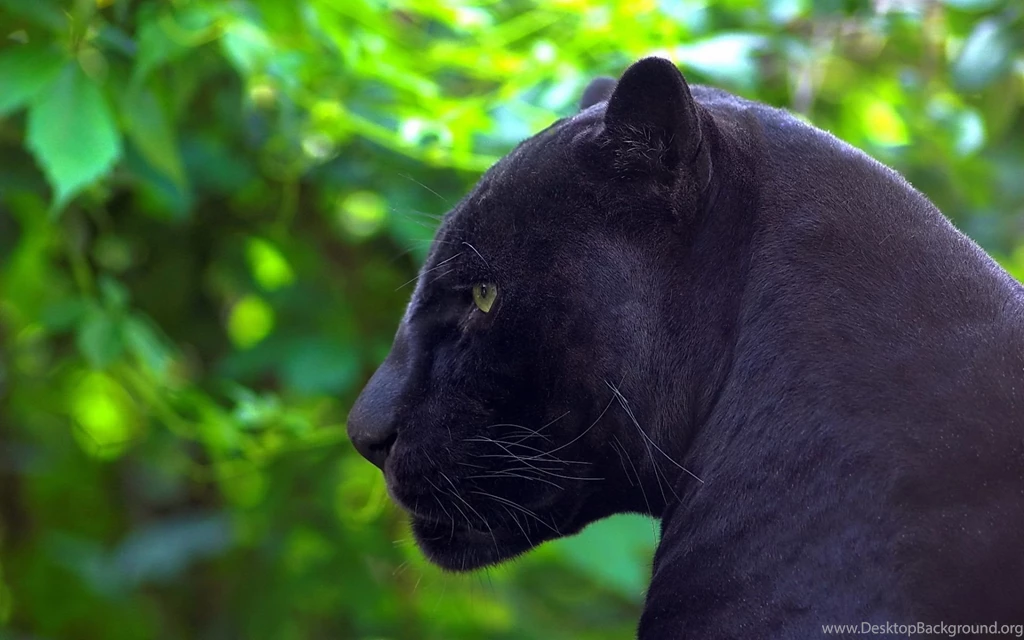 Jaguar Black Panther Wallpapers