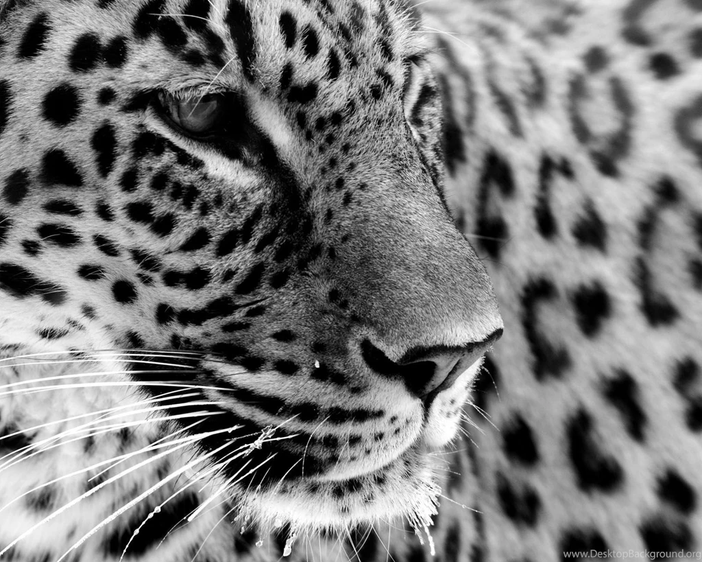 Jaguar Black White Wallpapers