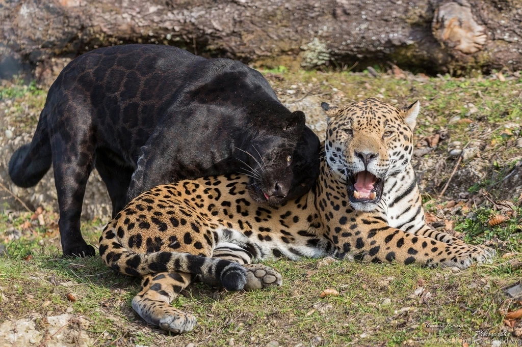 Jaguars Wild Cats Predators Black Jaguar Panther Pair Jaws Teeth ...