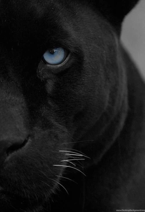 Panther Power On Pinterest