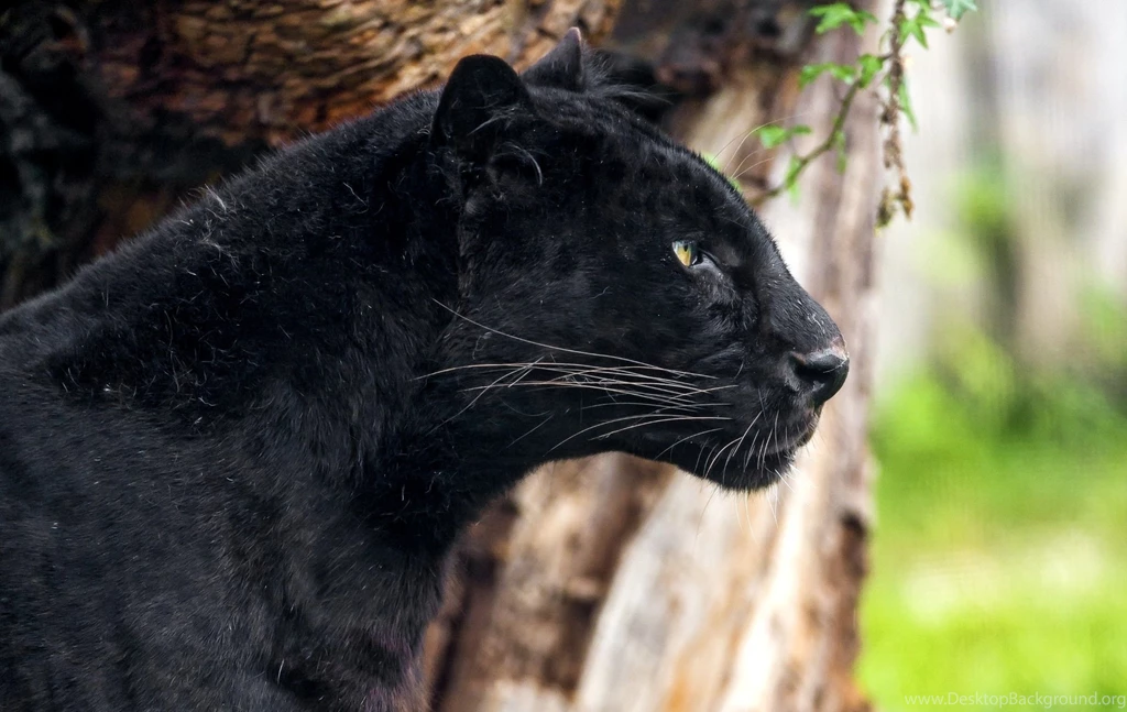 Cats: Panther Animal Black Jaguar Animale HD Backgrounds For HD 16 ...