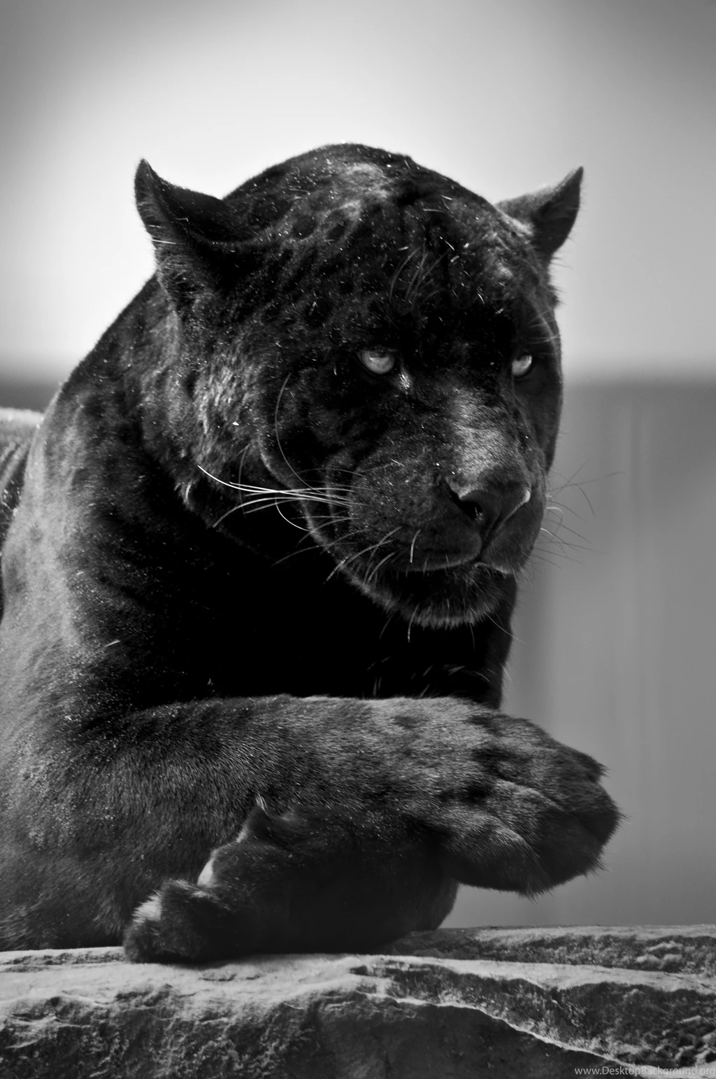 Black Jaguar 001 By Constant Wegman On DeviantArt