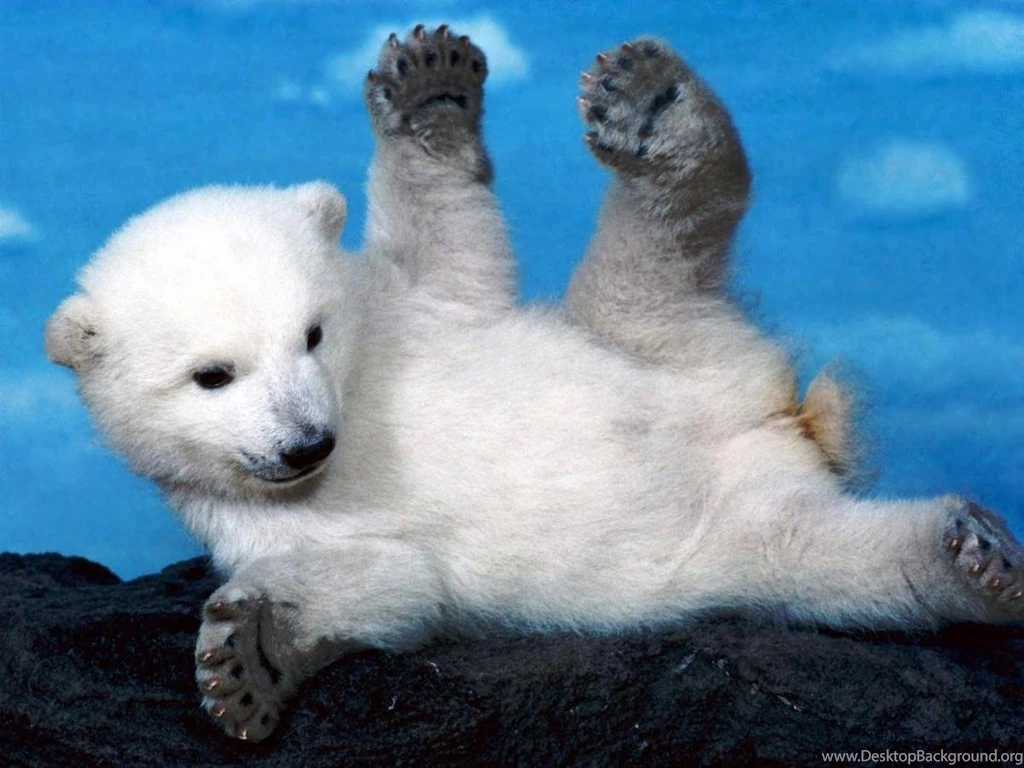 Baby Polar Bear Wallpapers