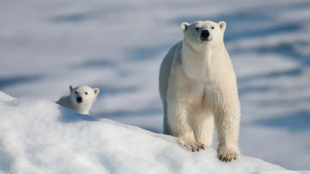 Polar Bear And Baby HD Desktop Wallpapers : High Definition ...