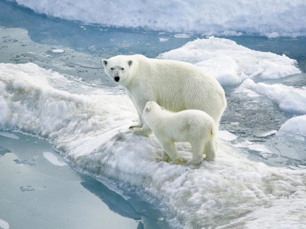 Mother And Baby Polar Bear 1152x864 Wallpapers,Polar Bear 1152x864 ...