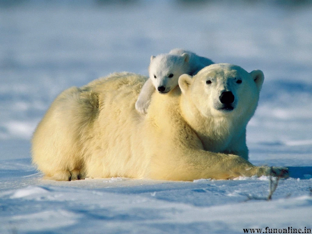 Polar Bear Wallpapers, Download Arctic Polar Bears HD Wallpapers Free