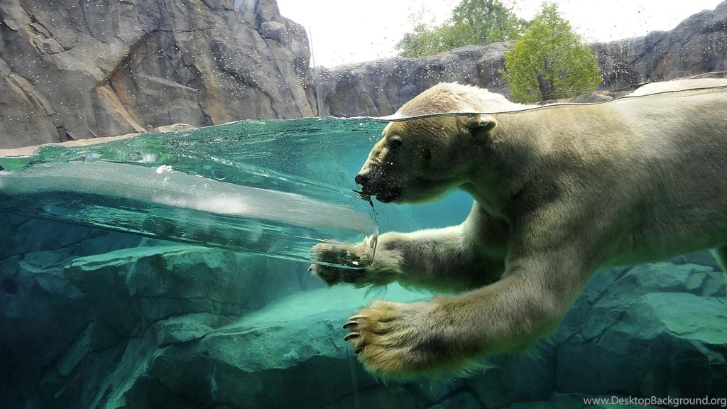 Download Wallpapers 3840x2160 Polar Bear, Underwater, Swim, Baby 4K ...