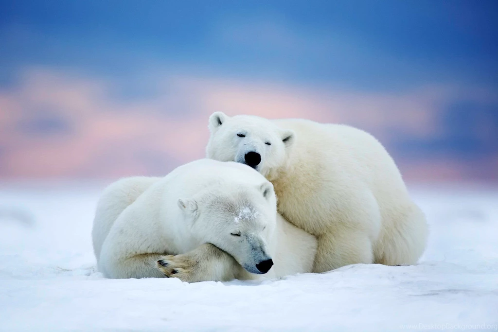 Polar Bear Wallpapers