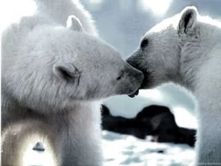 Funny Animals Funny Pictures: Baby Polar Bear Wallpapers 2012