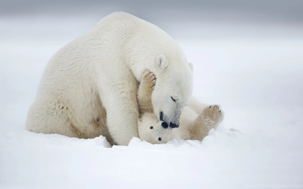 Animal Baby Winter Snow Polar Bear Wallpapers