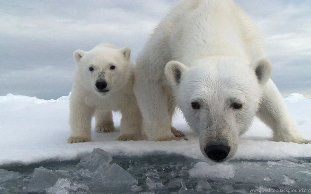 Polar Bears Animal White Winter Mother Ice Bear Cub Baby Animale ...