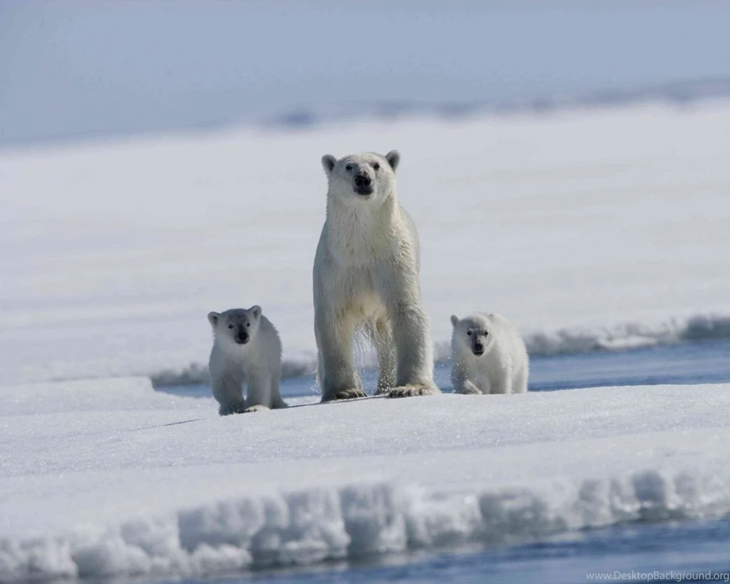 Download Wallpapers 1280x1024 Arctic Tale, Polar Bear, Bears, Baby ...