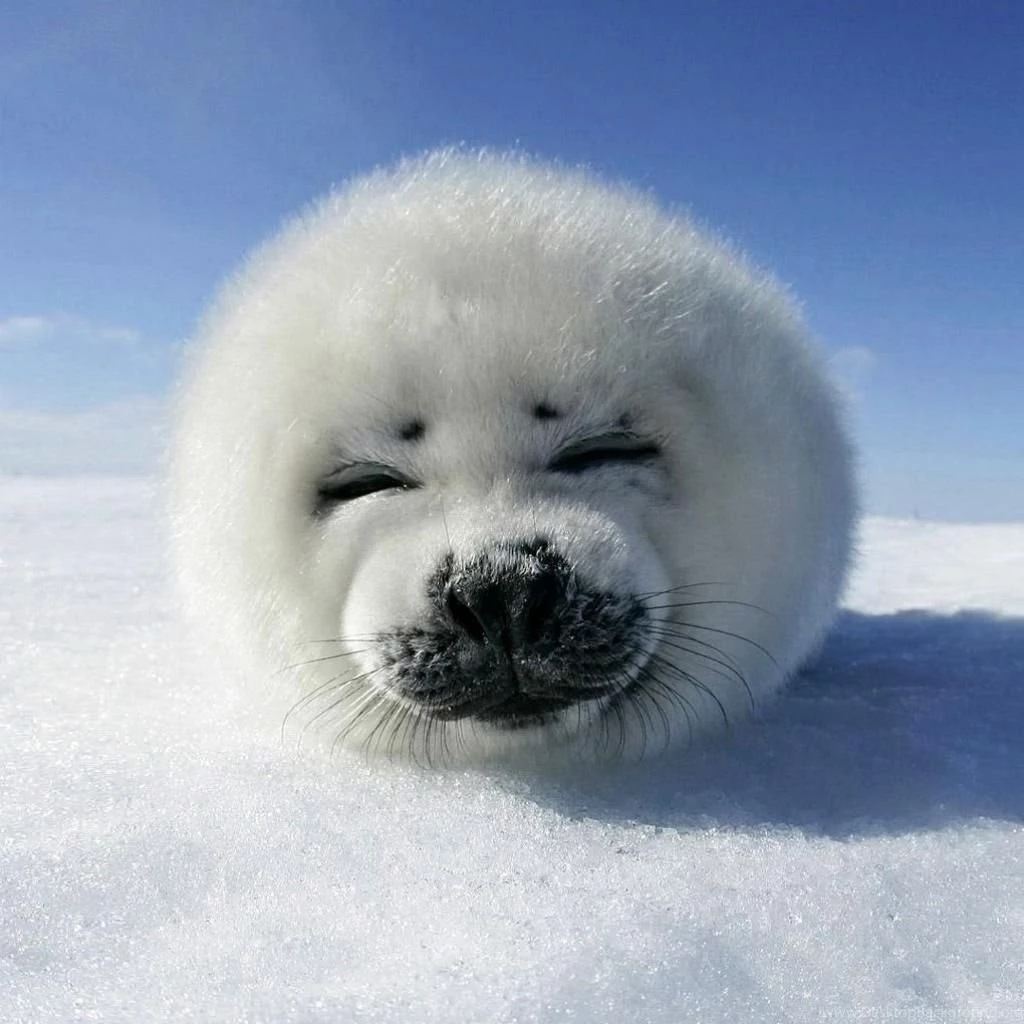 Gallery For Baby Harp Seal Wallpapers