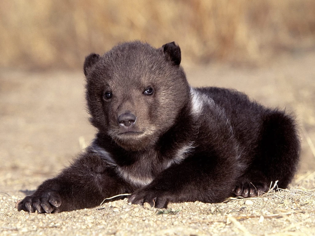 Baby Bear   Animals Name