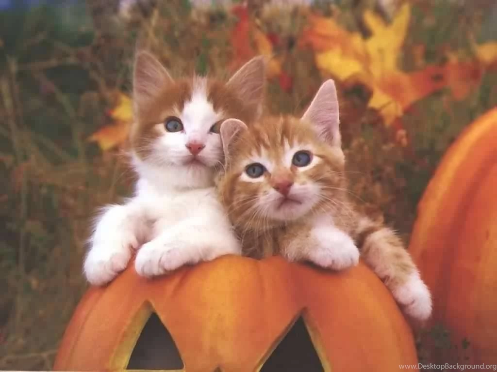 Cute Cat Cats Wallpapers (13632369) Fanpop