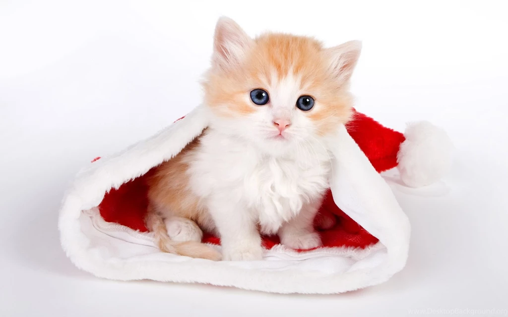 Cute Cat Backgrounds