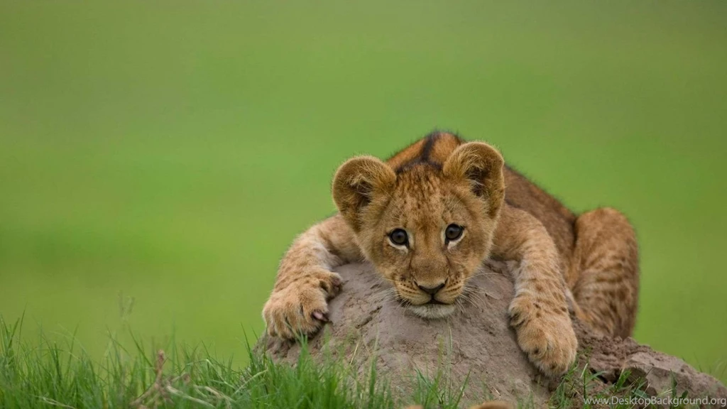 Lion cub pics wallpaper.jpg