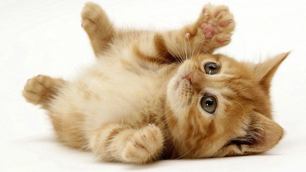 Gallery For Cute Cats Wallpapers
