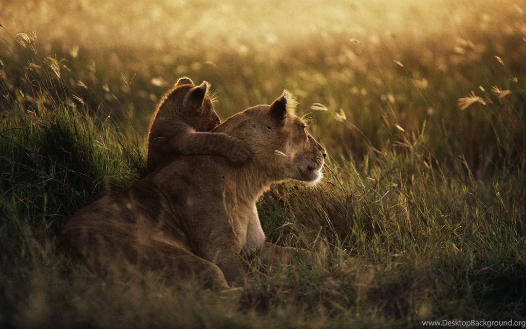 African_lion wide.jpg