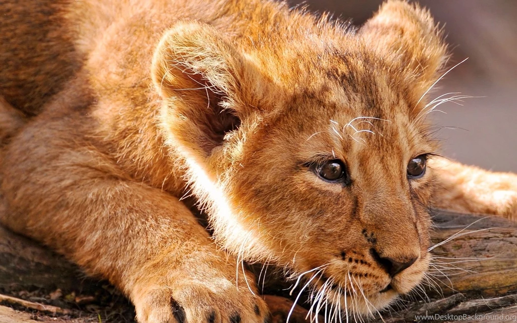 Lion Computer Wallpapers, Desktop Backgrounds