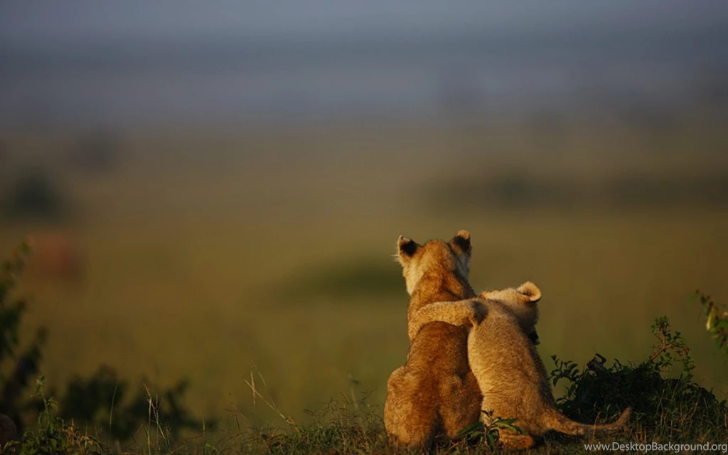 Lion Cub Cute Wallpapers HD High Resolution Free Download