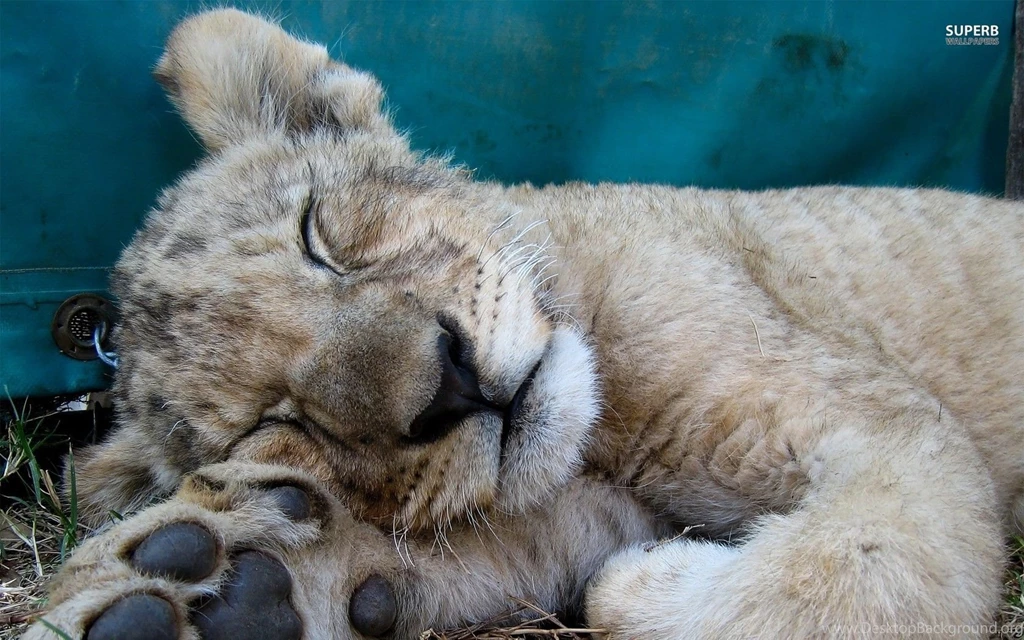 Sleeping Lion Cub Wallpapers   Animal Wallpapers