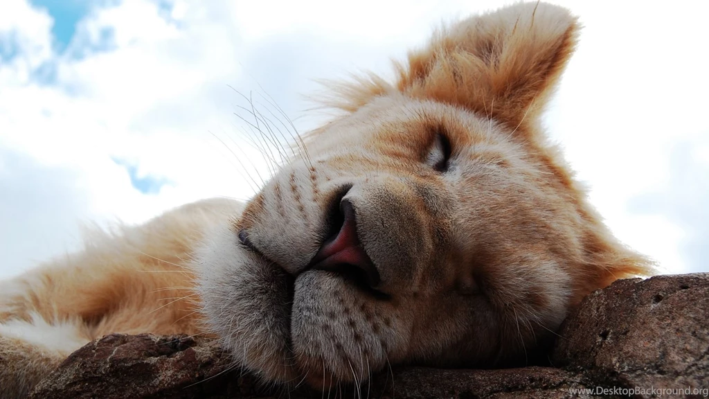 Download Wallpapers 1920x1080 Lion Cub, Dream, Face, Nose Full HD ...