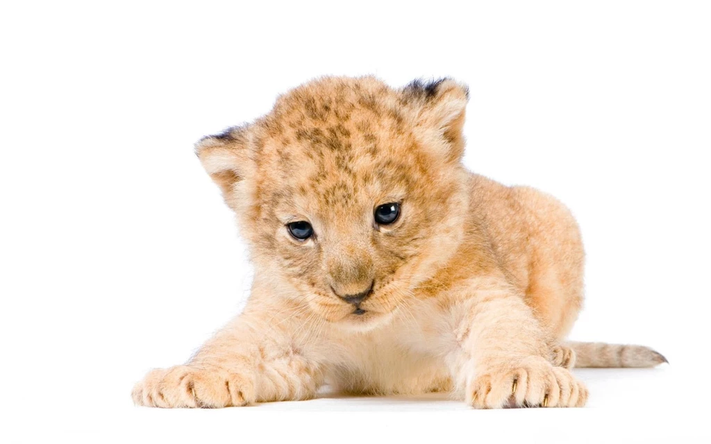 Lion Wallpapers