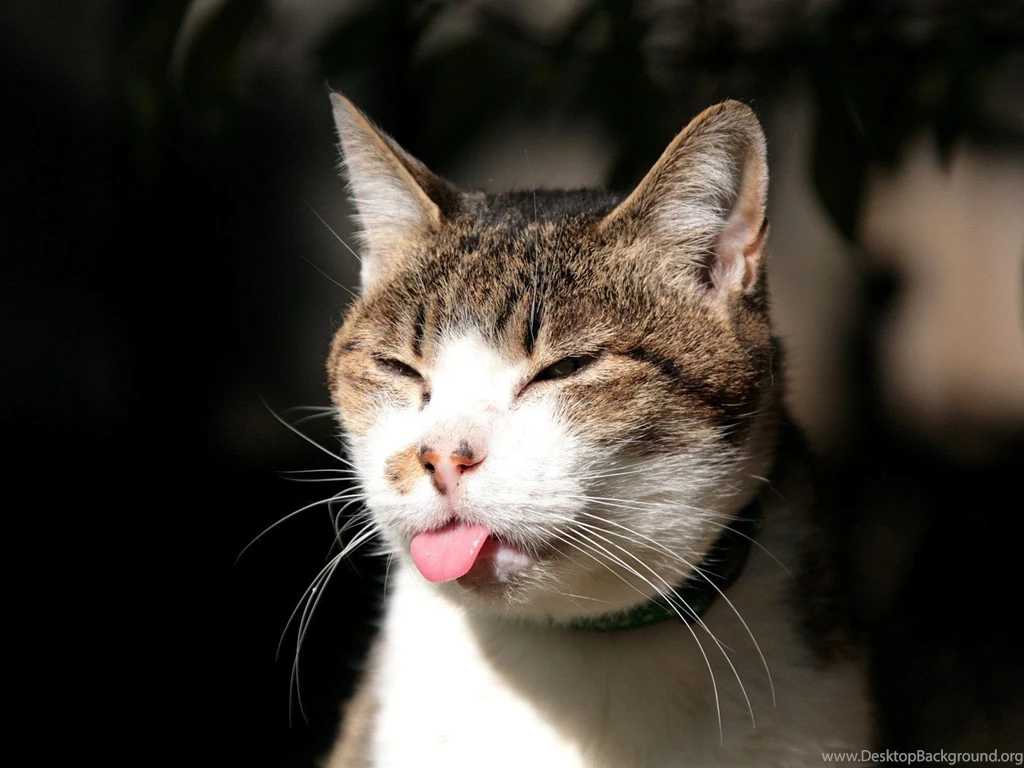 Animals Beautiful Sweet Great Funny Cute Cat Backgrounds Free ...