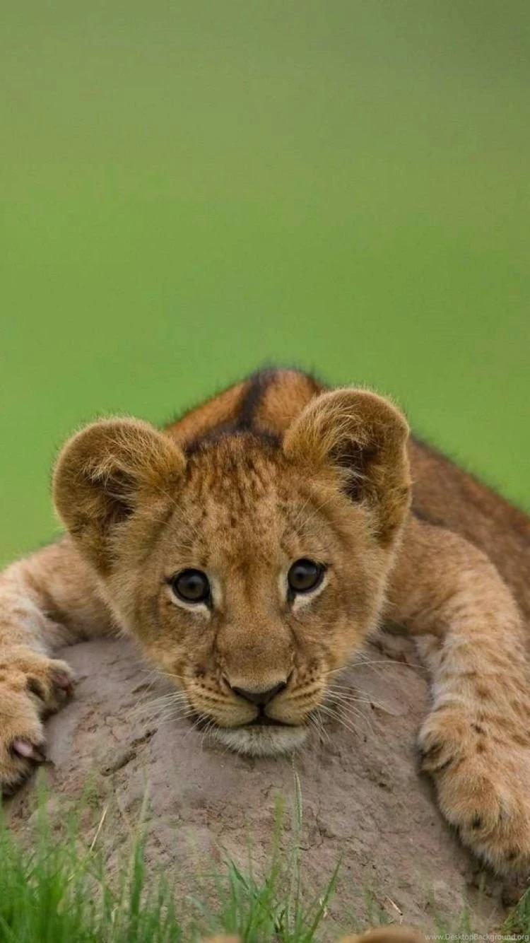 Download Wallpapers 750x1334 Lion, Cub, Stone, Lying iPhone 6 HD ...