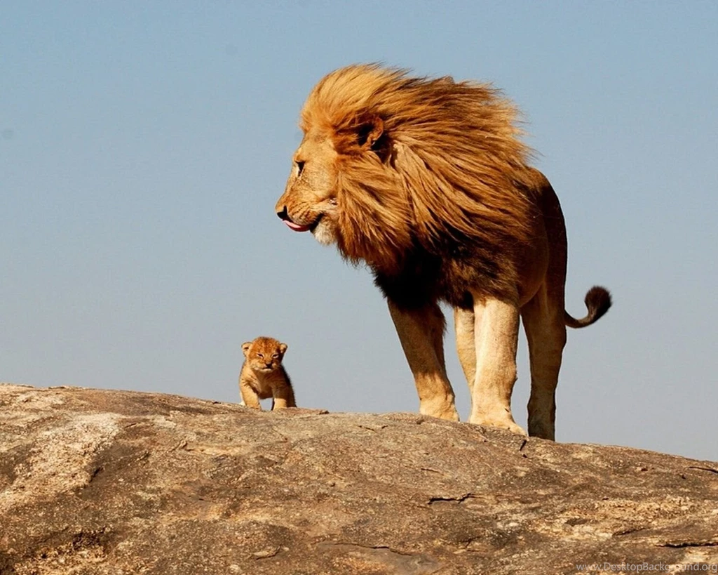 1280x1024 Male Lion With Cub Wallpapers