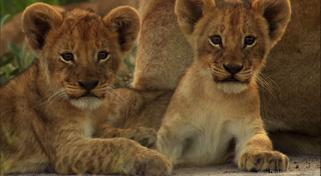 Images Of Lion Cubs   HD Wallpapers Lovely