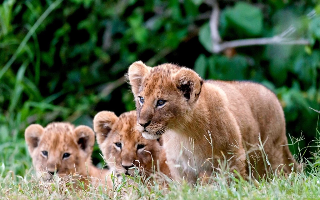 LION CUBS WALLPAPER   (