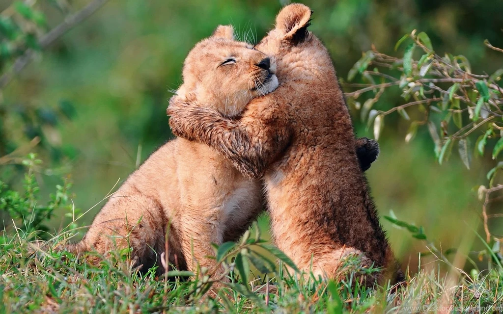 Mountain Lion wallpapers