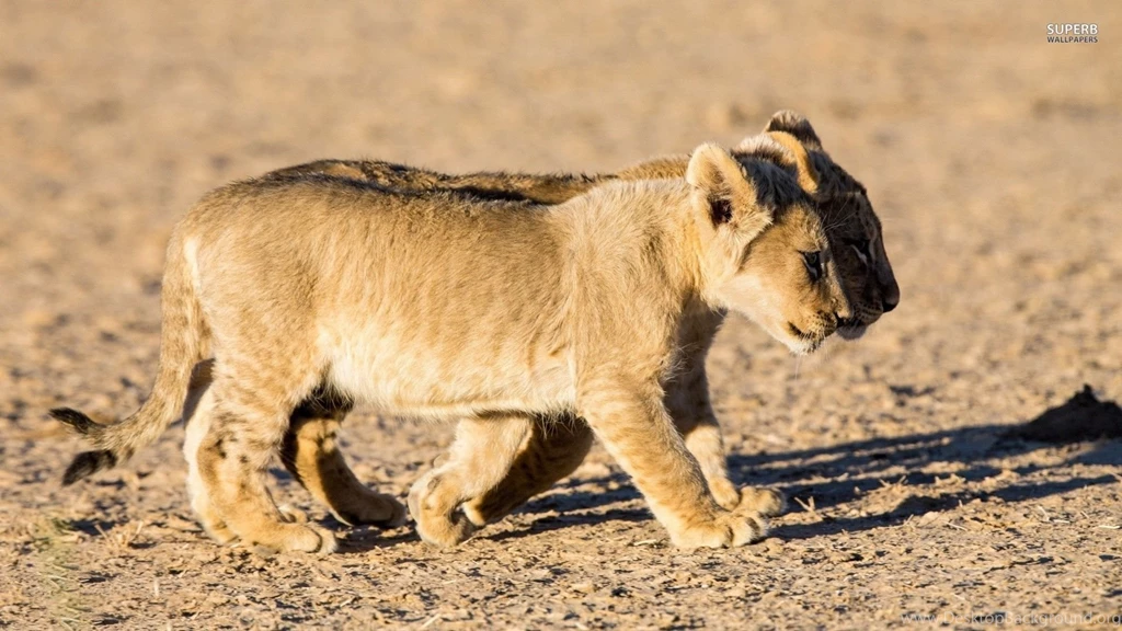 Lion Cubs Wallpapers   Animal Wallpapers