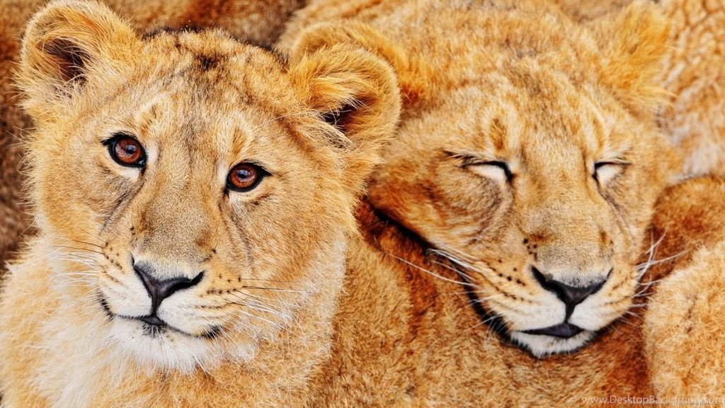 Download 1600x900 Cute Lion Cubs Wallpapers