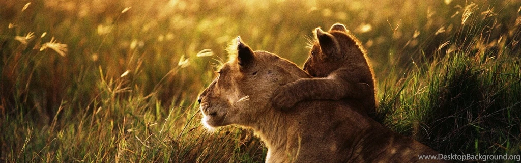 Download Wallpapers 3840x1200 Lion, Lion Cub, Family, Cub, Caring ...