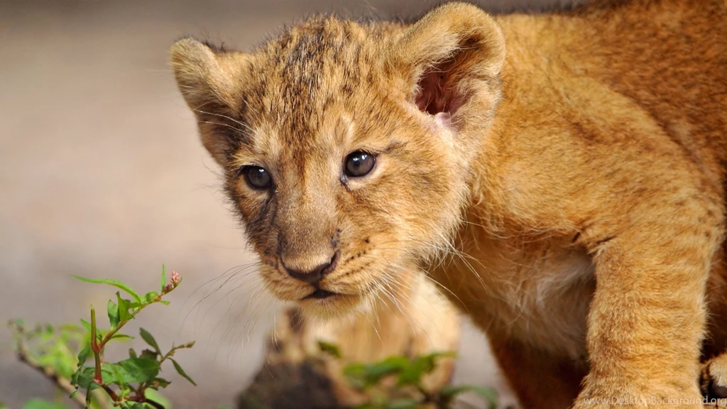 Download Wallpapers 3840x2160 Lion, Cub, Walk, Curiosity, Predator ...