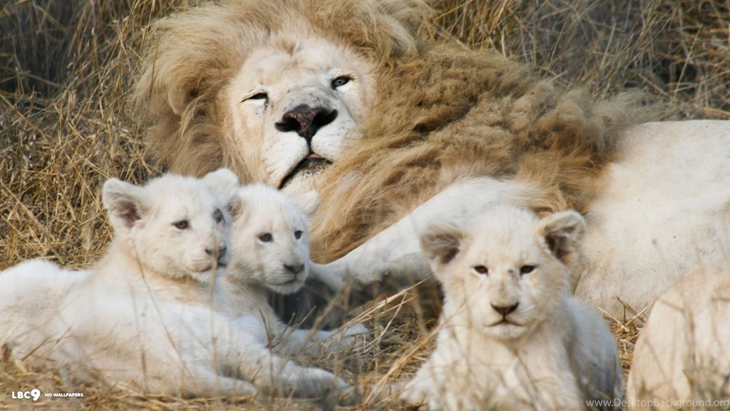 White Lion Cubs Wallpaper.