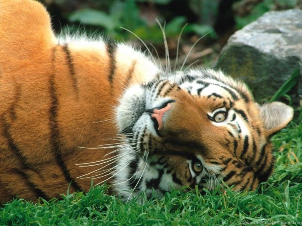 Animals Wallpapers Siberian Tiger Photos Of Download Best Computer ...