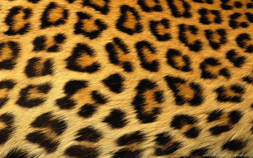 Body, Animals, Background, Pattern, PCtures, Skin, Texture, Tiger ...