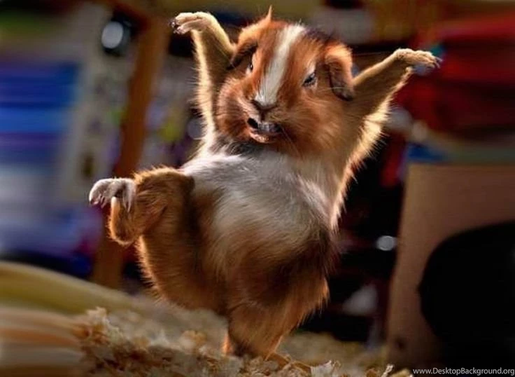 Funny Animal Desktop Backgrounds